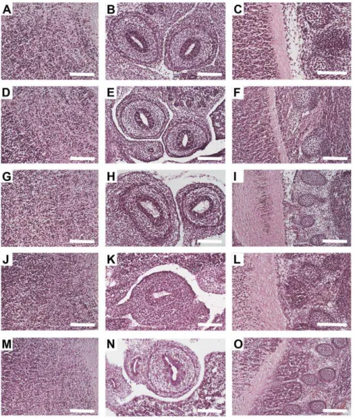 Table 3) could be used for post-fixation instead of PFA. These experiments showed that none of these fixatives could replace PFA (Table 3)