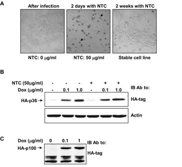 Figure 2. Expression of NAT allows generation of stable cell lines expressing heterologous proteins using NTC