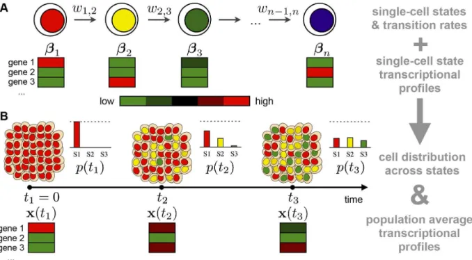 Fig. 1B illustrates an example of the changes occurring in a cell population which results from the transition at the single cell level: