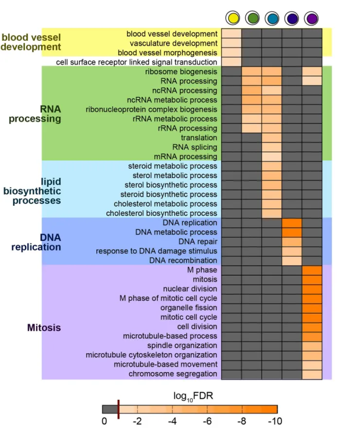 Figure 8. Single-cell state functional signatures in the MCF-7 system. The GO terms enriched among up-regulated genes in each single-cell state are shown (in the six-state model)