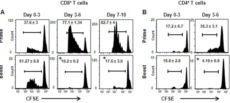 Figure 2. Shortened kinetics of antigen presentation in vivo in lentivector-boosted mice