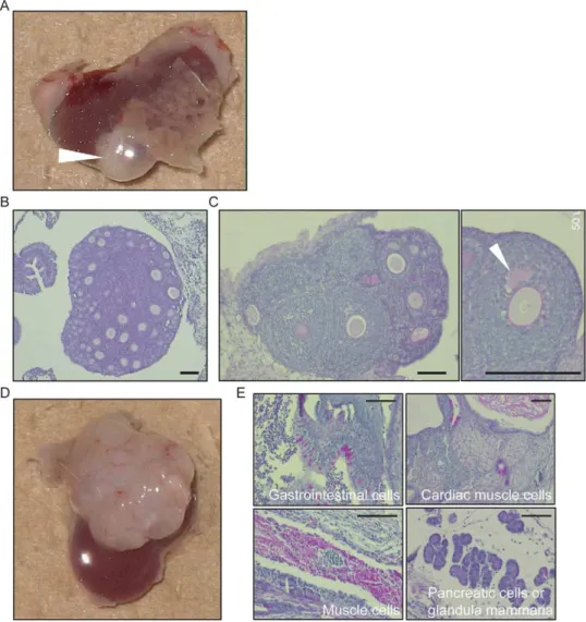 Figure 4. Transplantation of ESC-derived FLSs under the kidney capsule of SCID mice. (A) Transplantation of newborn mouse ovary under the kidney capsule of a SCID mouse