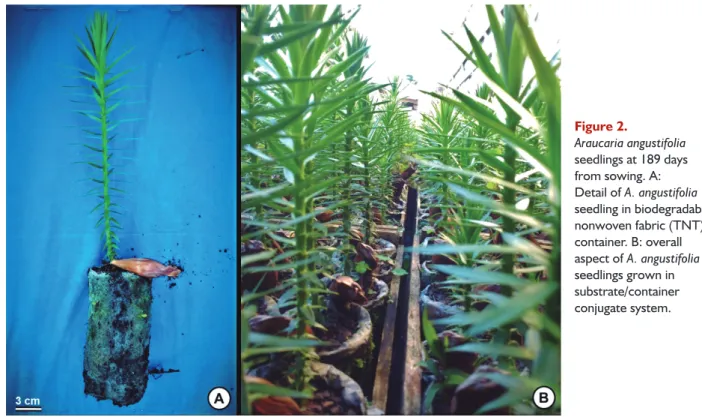 Figure 2.  Araucaria angustifolia  seedlings at 189 days  from sowing. A:  Detail of A