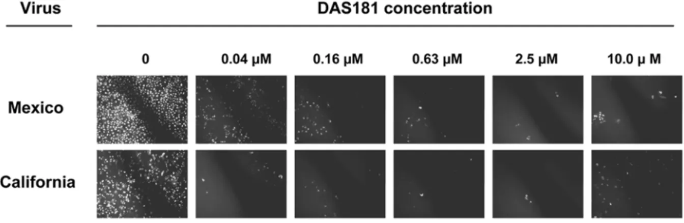 Figure 1. DAS181 inhibits pandemic IFV A(H1N1): Immunofluorescent detection of 2009 A(H1N1) foci in MDCK cells