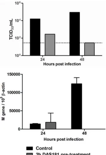 Figure 3. DAS181 inhibits pandemic IFV A(H1N1) viral replication in ex vivo human bronchi tissue