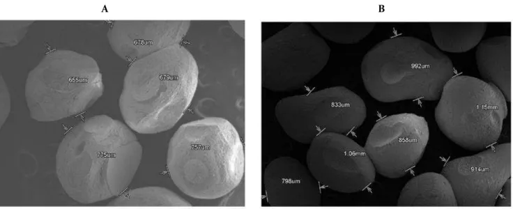 Figure 2. Scanning electron microscopy studies.  