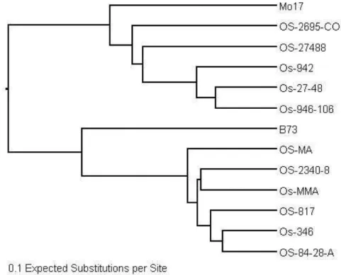 Figure 2. Dendrogram of unweighted pair group method with arithmetic means cluster analysis of 13 maize  inbred  lines  using  a  dissimilarity  matrix  generated  with  TASSEL  software  (Bradbury  et  al.,  2007)