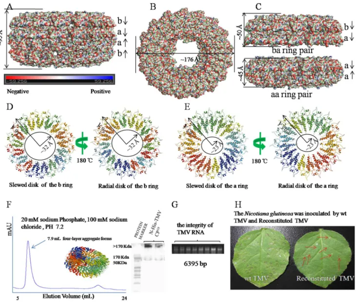 Figure 1. Crystal structure and function of the four-layer aggregate disk of N-His-TMV CP 19 