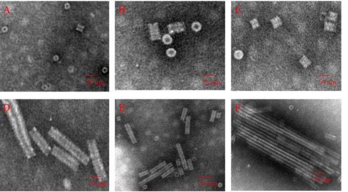 Figure 3. Characterization of reconstituted N-His-TMV CP 19 virus using TEM in 10 mM PB, 100 mM NaCl, pH 7.2 after 20 h at 22 u C.