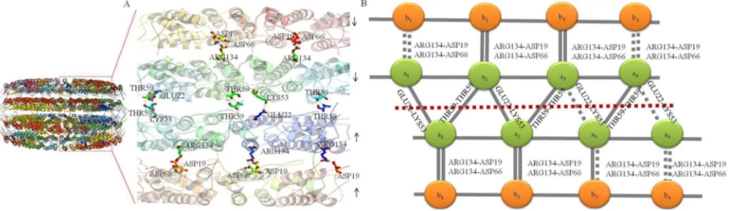 Figure 6. Superposition of two monomers of N-His-TMV CP 19 . (A) Superposition of monomers between the a 1 -chain and a 2 -chain in N-His- N-His-TMV CP 19 