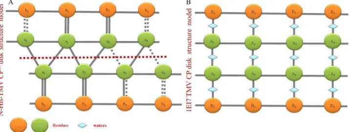 Figure 7. The inter-chain and intra-chain interaction model of N-His-TMV CP 19 and the previously reported TMV CP disk (PDB code: