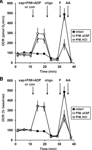 Figure 1. Comparison of saponin-permeabilized neuronal respiration in aCSF vs. KCl-based medium