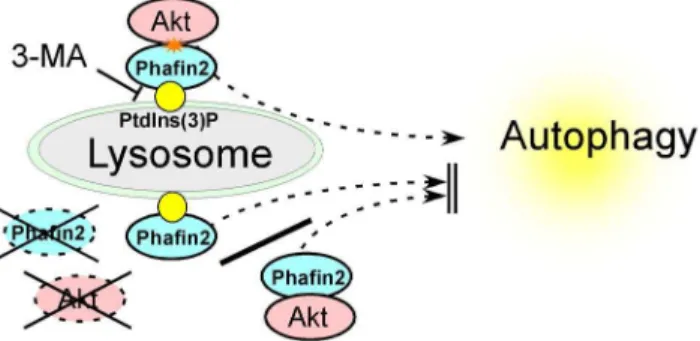 Figure 4. Presence of both Akt and Phafin2 are required for induction of autophagy. A–D