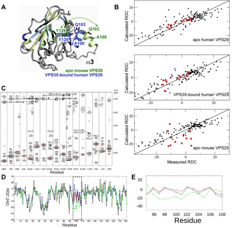 Figure 7. The a 3 helix of VPS29 adopts a compact conformation in solution. (A) Comparison of previous VPS29 crystal structures reveals differences in the orientations of the a3 helix