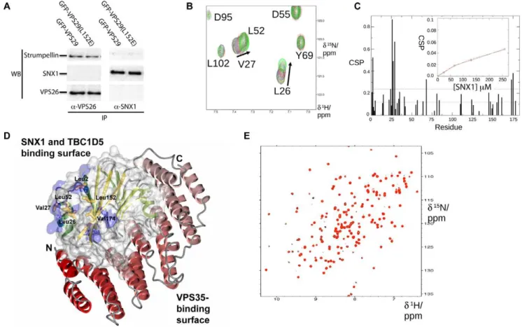 Figure 8. VPS29 binds specifically to SNX1 but with low affinity in vitro . (A) Immunoprecipitations from HeLa cells do not detect association of retromer with SNX1 even in the presence of increased levels of VPS29 expression