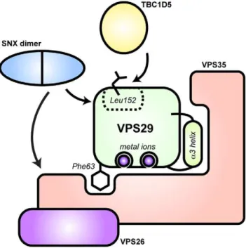 Figure 1. Interactions of VPS29 examined in this study. VPS29 has structural similarity to phosphatase enzymes and has the potential to bind two divalent cations [27]