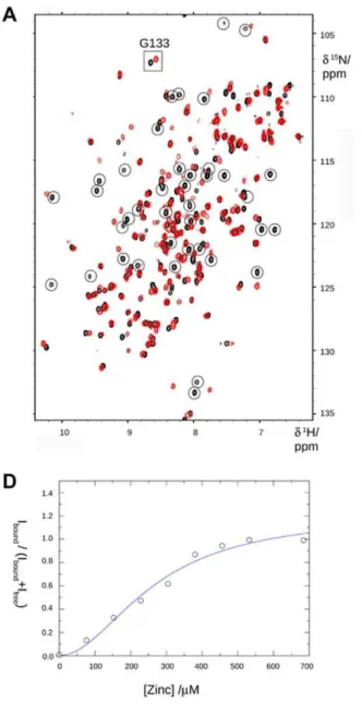 Figure 3. VPS29 binds Zn 2+ in solution as determined by NMR spectroscopy. (A) A number of residues in the [ 1 H, 15 N]-HSQC spectra of VPS29 show specific perturbations on addition of Zn 2+ 