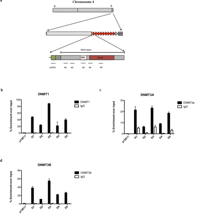 Fig. 3. DNMTs are enriched to the FSHD locus. ChIP survey for Dnmt1, Dnmt3A and Dnmt3B in Chr4/CHO cells