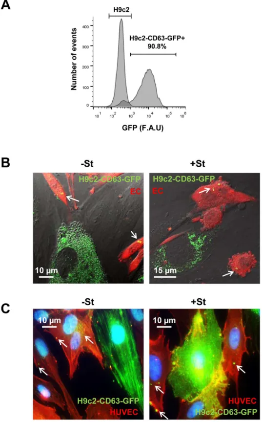 Fig 4. Exosome transfer from CMs to ECs. (A) H9c2 transfected with pCT-CD63-GFP. FACS analysis of 90% GFP positive cells