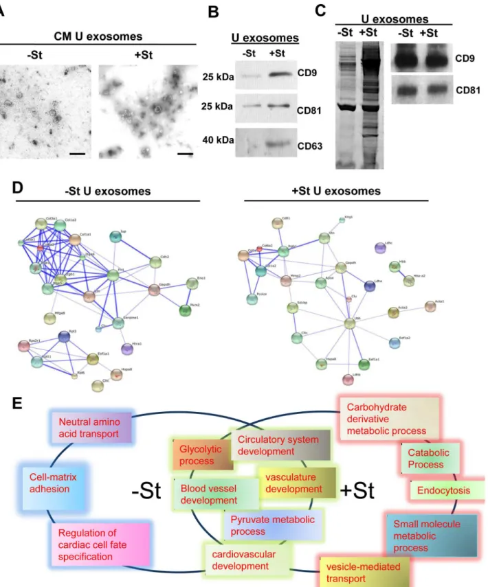 Fig 2. Proteomic analysis of rat neonatal CM-derived U exosomes. (A) Representative electron microscopy images of isolated U exosomes collected from 90 ml of conditioned medium from rat neonatal CM grown for 48 h under glucose-starved (+St) or glucose-repl