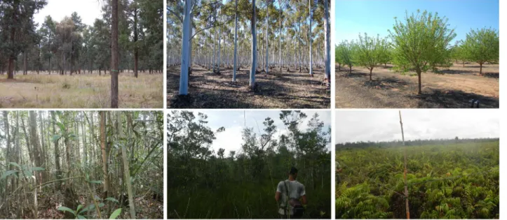 Fig 2. Vegetation types present in the study areas. Upper row presents typical vegetation types for the semi-arid study area (from left to right: white cypress forest, eucalyptus plantation and almond orchard)
