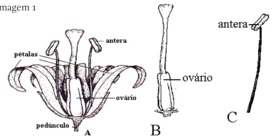Figura 3  Imagem referente aos órgãos reprodutores de uma flor. (Fonte: Portal do Professor – MEC)