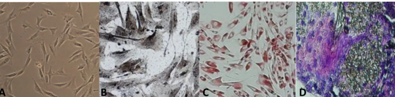 Figura 1 - (A) Morfologia fibroblastóide das CTMs-TAF, obj. 10x; (B) Diferenciação osteogênica das CTMs-TAF