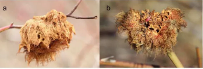 Figure 8. Lesser spotted woodpecker ( Picoides minor ) opening D. rosae gall. Photo credits: Krzyszt of ’arkowski.