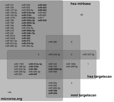 Figure 2. miRNAs targeting the down-regulated genes. miRNAs present in Macaca mulatta that preferentially target down-regulated genes, as predicted by four different databases: microRNA.org, hsa-miRBase, hsa-TargetScan and mml-TargetScan (see main text for