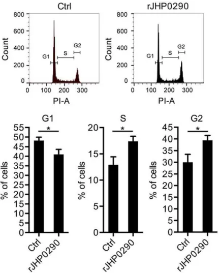 Fig 4. rJHP0290 modulates cell cycle progression in gastric epithelial cells. AGS cells were incubated either with protein storage buffer (Ctrl) or rJHP0290 (100 ng/ml) for 24 h