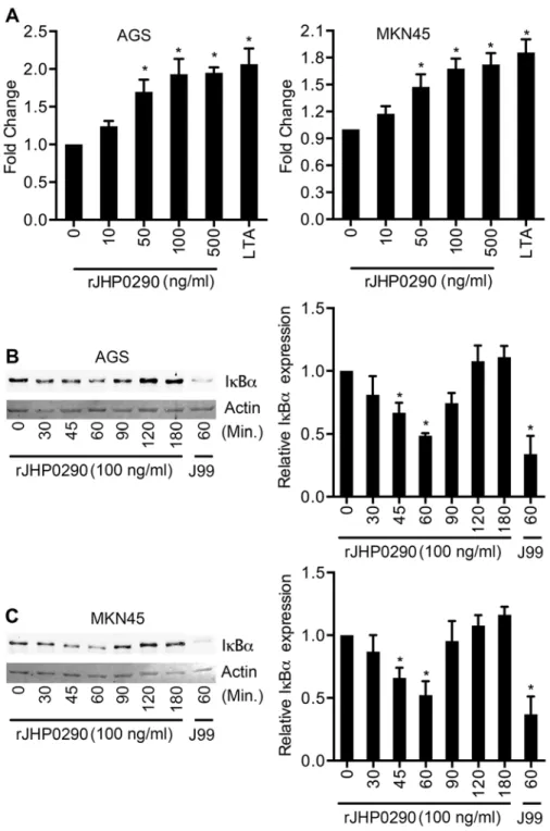 Fig 6. rJHP0290 activates NF-κB in AGS and MKN45 cells. (A) NF-κB-inducible SEAP reporter transfected AGS and MKN45 cells were treated with various concentrations of rJHP0290 as indicated in figure legends and activation of NF-κB was assessed using Quanti-