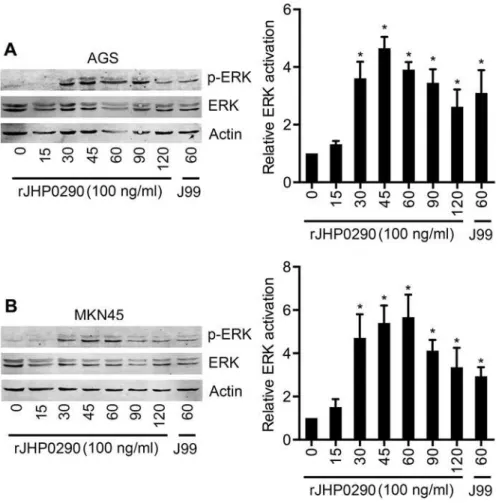 Fig 7. rJHP0290 activates ERK MAPK in gastric epithelial cells. AGS (A) and MKN45 (B) cells were treated with rJHP0290 for various time points (min) as indicated in the figure legends
