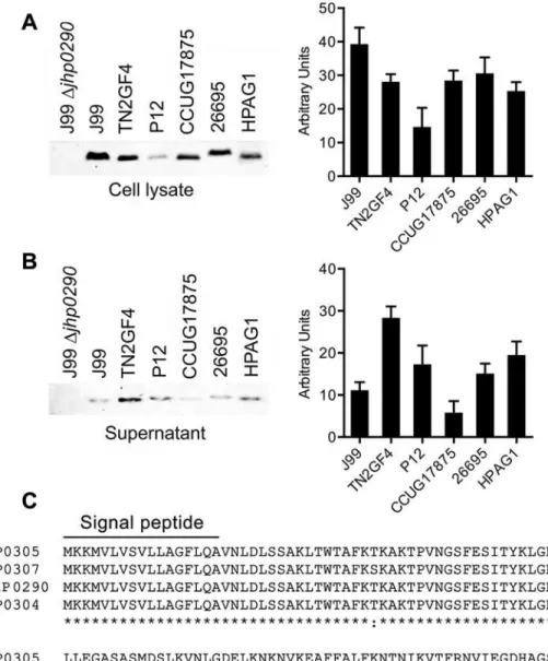 Fig 1. Expression of JHP0290 homologues in different H. pylori strains. Whole cell lysate (A) and culture broth (Supernatant) from equal number of cells (B) of various H