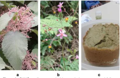 Figura 2 - PANCs e alimento produzido a partir de suas partes: a) folhas,  flores e frutos de urtiga-roxa (Urera baccifera (L.) Gaudic ex
