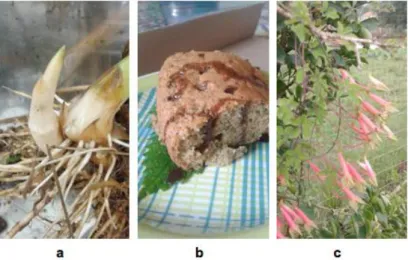 Figura 3 - Brotos, flores e alimento produzido a partir de PANC´s: a) brotos  comestíveis de taboa (Typha dominguensis Persh.); b) bolo de folhas de  urtiga-roxa (Urera baccifera); c) flores comestíveis de crem (Tropaeolum 