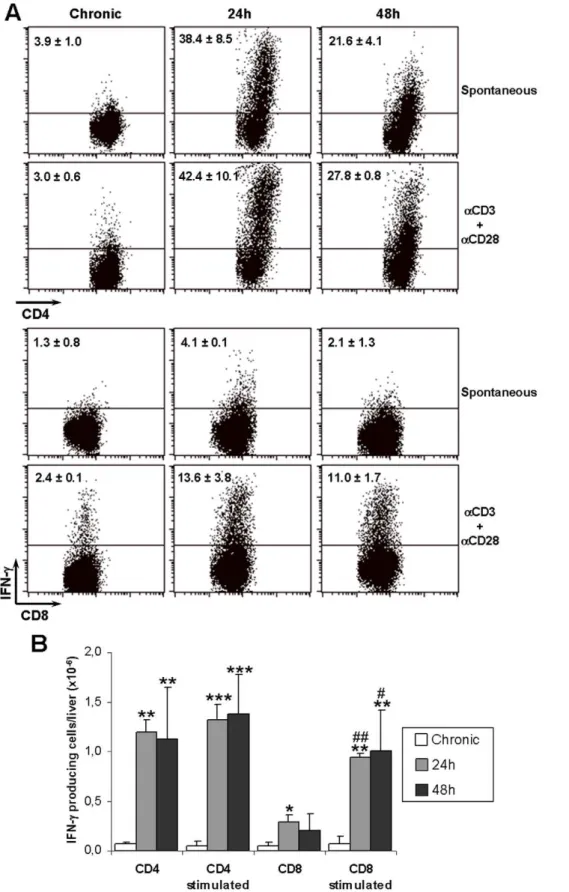 Figure 6. IFN-c production by CD4 + and CD8 + liver cells after challenge of chronic mice with T
