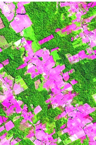 Figura 3 – Imagem Landsat 8 com resolução espacial de 15m, RGB 6,5 e 4. 