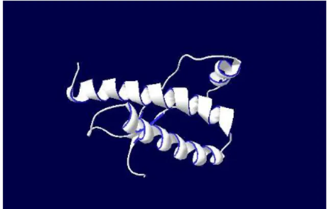 Figure 2. Modeled structure of PrP C protein obtained from SWISS  MODEL Work Space  