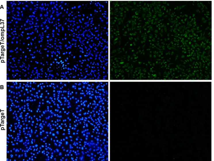 Fig 2. Immunofluorescence (IFA) analysis of the expression of recombinant OmpL37 protein in CHO-K1 cells 24 h after transfection with pTargeT/