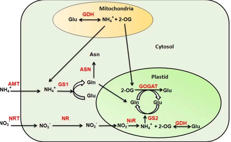 Fig 1. Nitrogen uptake and assimilation process in plants. The uptake of nitrate (NO 3 - ) and ammonium (NH 4 + ) ions is mediated by nitrate (NRT) and ammonium transporters (AMT), respectively