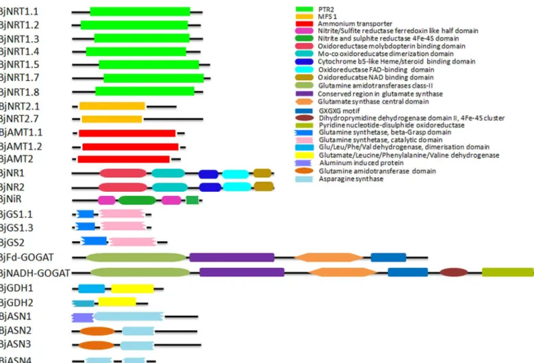 Fig 2. The conserved domain architecture of various proteins involved in nitrate and ammonium uptake, nitrate reduction and ammonia assimilation in B