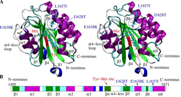 Figure 1. Tertiary and secondary structure of the A2 domain. (A) Stereoview of the A2 domain X-ray structure (PDB code 3GXB)