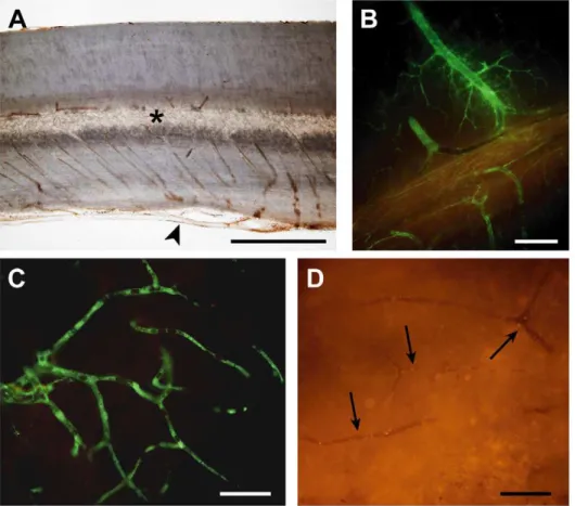 Figure 10. Vascular supply after spinal cord injury. A) Sagittal section (50 mm) of rat thoracic spinal cord showing the gross vascular anatomy.