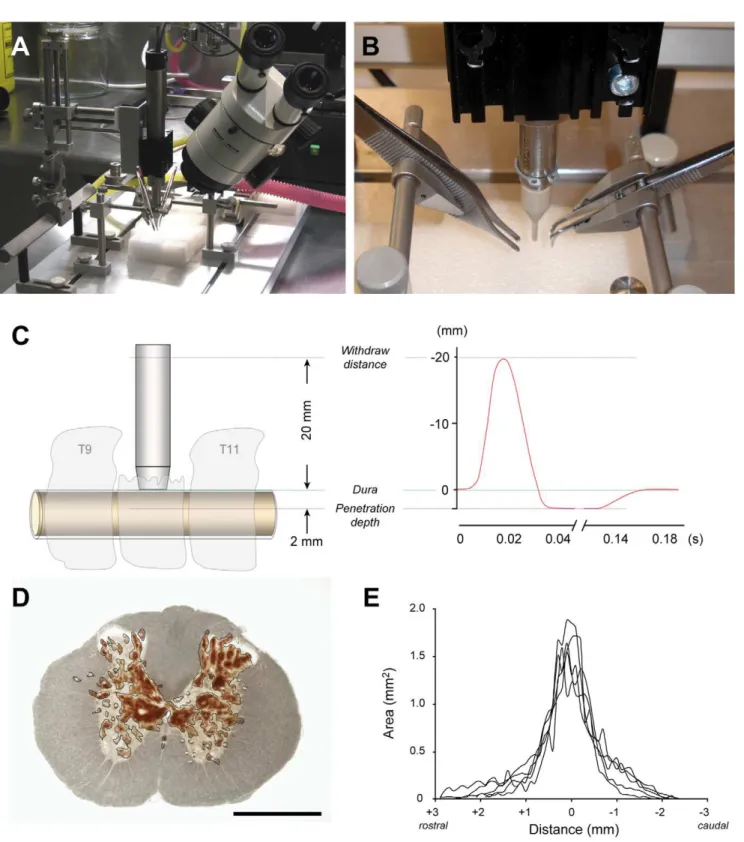 Figure 1. Spinal impactor device and measurements of initial injury volume. A&amp;B) The linear motor of the impactor is mounted on a stereotaxic frame and a servo-controller unit used to deliver a precisely controlled impact to the exposed spinal cord of 