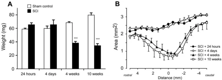 Figure 5. NeuN immunoreactivity in tissue sections. NeuN positive nuclei in spinal cord at 2-, 24-hours and 4 weeks after injury
