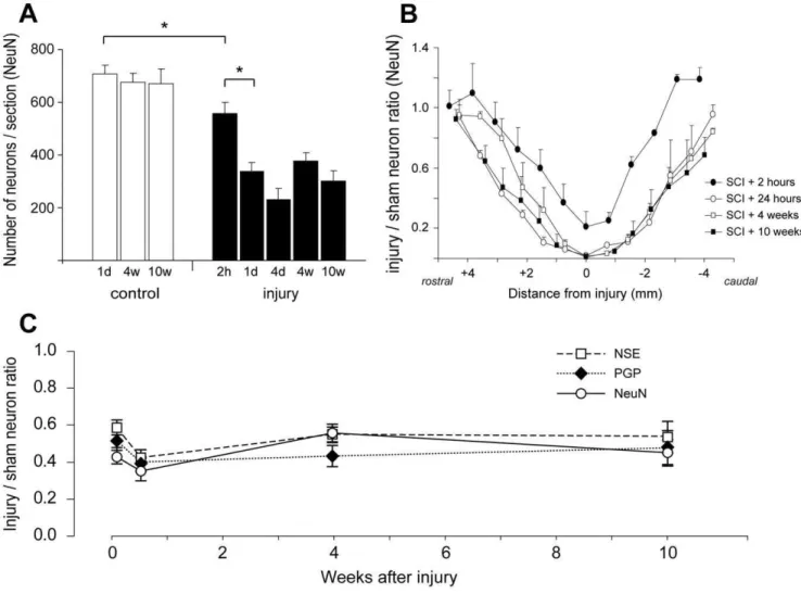 Figure 6. Counts of neurons in spinal cords. A) Number of NeuN immunoreactive nuclei per section (mean 6 SEM) in 10 mm segments centred on the injury site at different times after surgery (n = 3–4 animals for each group)