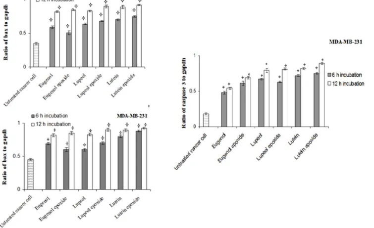 Fig. 3. Time dependency effects of caspase 3 and bax mRNA levels in human breast cancer cell line, MCF7 and MDA-MB 231 incubated with lutein, lupeol, eugenol, lutein epoxide, lupeol epoxide, eugenol epoxide at 1/4 of CC50 values for 6 h and 12 h incubation
