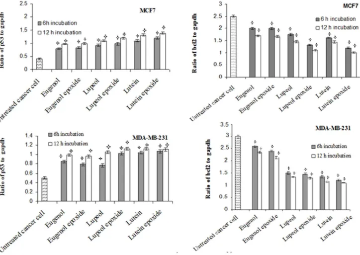 Fig. 2. Time dependency effects of p53 and bcl-2 mRNA levels in human breast cancer cell line, MCF7, incubated with lutein, lupeol, eugenol, lutein epoxide, lupeol epoxide, eugenol epoxide at 1/4 of CC50 values for 6 h and 12 h incubation