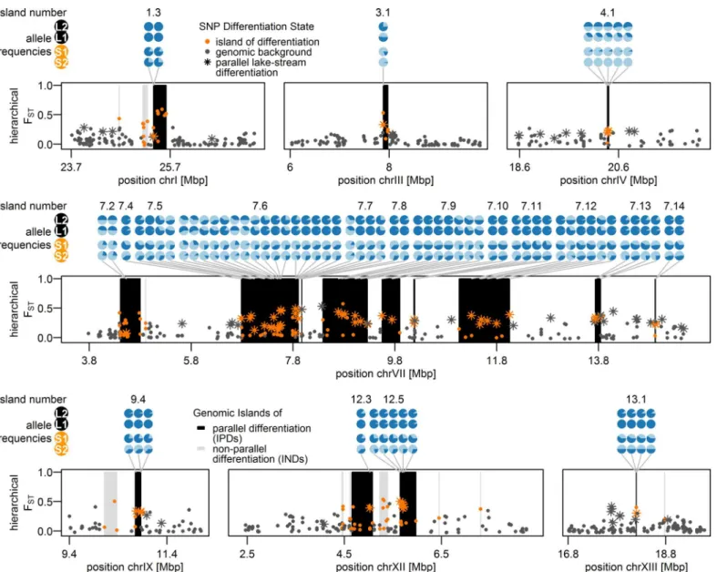 Fig 5. Allele frequencies of parallel lake-stream differentiation SNPs in 19 islands of parallel lake-stream differentiation
