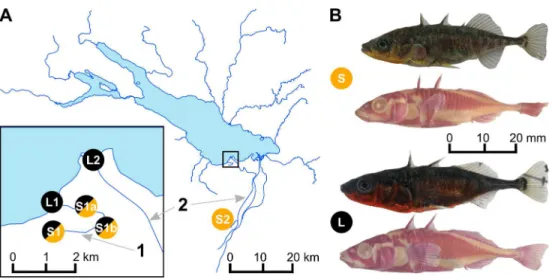 Fig 1. Sampling sites in the Lake Constance area and lake and stream ecotypes of threespine stickleback